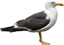 animals & Gull free transparent png image.