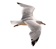 animals & Gull free transparent png image.