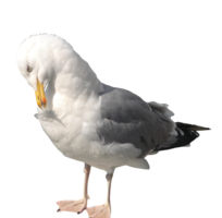 animals & Gull free transparent png image.