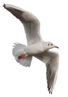 animals & Gull free transparent png image.