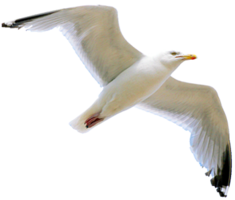 animals & Gull free transparent png image.