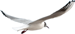 animals & Gull free transparent png image.