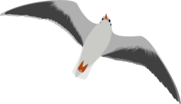 animals & Gull free transparent png image.