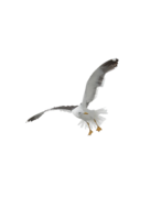 animals & Gull free transparent png image.