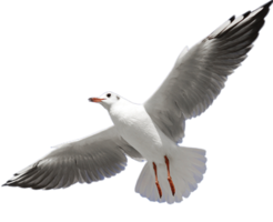 animals & Gull free transparent png image.