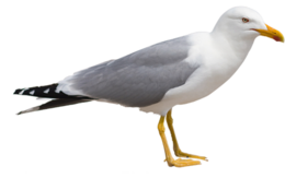 animals & Gull free transparent png image.