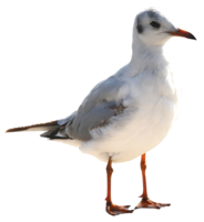 animals & Gull free transparent png image.