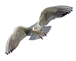 animals & Gull free transparent png image.