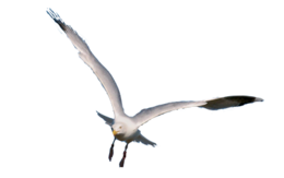 animals & Gull free transparent png image.