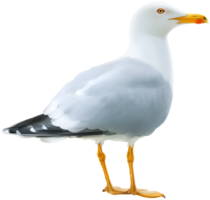 animals & Gull free transparent png image.