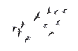 animals & Gull free transparent png image.