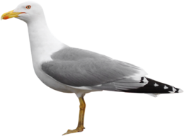 animals & Gull free transparent png image.