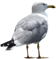 animals & Gull free transparent png image.