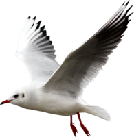 animals & Gull free transparent png image.