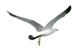 animals & Gull free transparent png image.