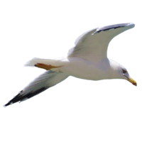 animals & Gull free transparent png image.