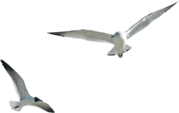 animals & Gull free transparent png image.