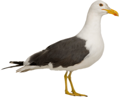 animals & Gull free transparent png image.