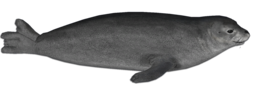 animals & harbor seal free transparent png image.