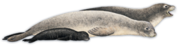 animals & Harbor seal free transparent png image.