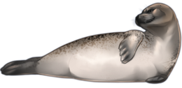 animals & harbor seal free transparent png image.