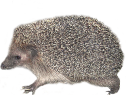 animals&Hedgehog png image.