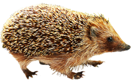 animals & hedgehog free transparent png image.