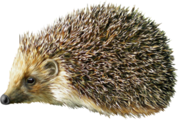 animals & hedgehog free transparent png image.