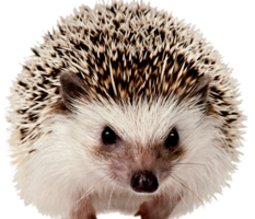 animals & hedgehog free transparent png image.