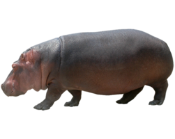 animals & Hippo free transparent png image.