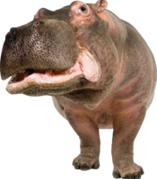 animals & Hippo free transparent png image.