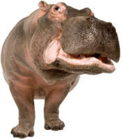 animals & hippo free transparent png image.