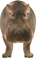 animals & hippo free transparent png image.