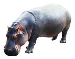 animals & Hippo free transparent png image.