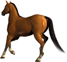 animals & Horse free transparent png image.