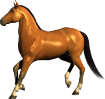 animals & Horse free transparent png image.