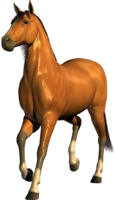 animals & Horse free transparent png image.