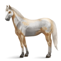 animals & Horse free transparent png image.