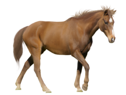 animals & Horse free transparent png image.