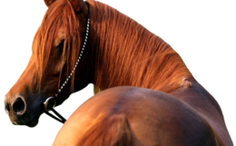 animals & Horse free transparent png image.