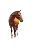 animals & Horse free transparent png image.