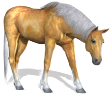 animals & horse free transparent png image.