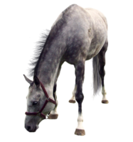 animals & Horse free transparent png image.