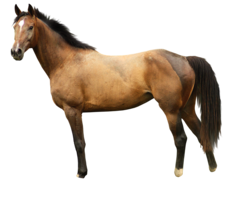 animals & Horse free transparent png image.