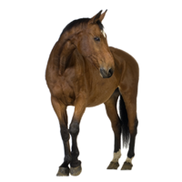 animals & Horse free transparent png image.