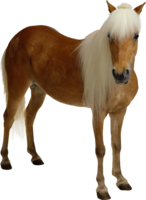 animals & Horse free transparent png image.