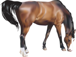 animals & Horse free transparent png image.