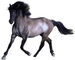 animals & horse free transparent png image.