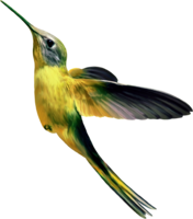 animals & Hummingbird free transparent png image.