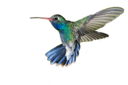 animals & Hummingbird free transparent png image.